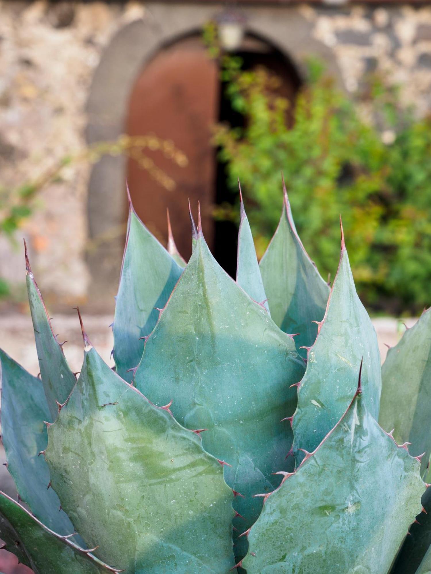 Podere Dell'Etna Segreta - Essential Nature Hotel & Glamping Biancavilla Buitenkant foto